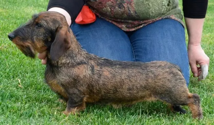 兔子達克斯斯巴頓（40張）：長發和剛性，光滑的毛髮和其他類型的品種描述。成人狗的尺寸 22828_2