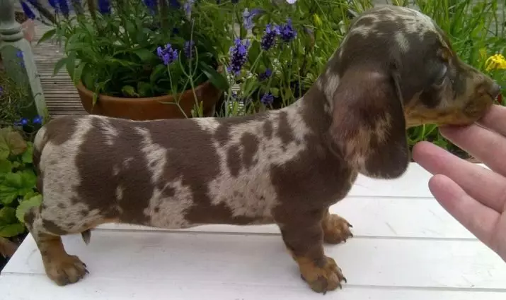 Rabbit dachshund (40 photos): description of long-haired and rigid, smooth-haired and other types of breed. Dimensions of adult dogs 22828_25