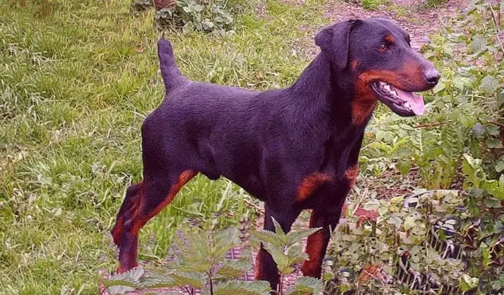 Rabbit dachshund (40 photos): description of long-haired and rigid, smooth-haired and other types of breed. Dimensions of adult dogs 22828_4