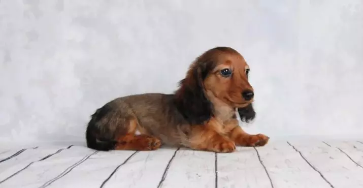 Rabbit dachshund (40 photos): description of long-haired and rigid, smooth-haired and other types of breed. Dimensions of adult dogs 22828_9