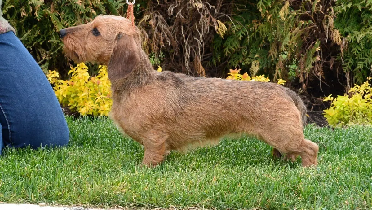 Hardwood-fergoedingen (33 foto's): Beskriuwing fan standert puppies, trimmen en slypjen fan funksjes. Ynhâld mini-dachshund thús 22831_10