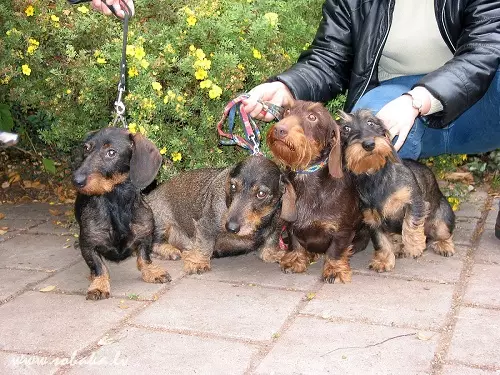 Pristojbine za trdega lesa (33 fotografije): Opis standardnih funkcij mladičev, obrezovanja in brušenja. Vsebina Mini-Dachshund doma 22831_11