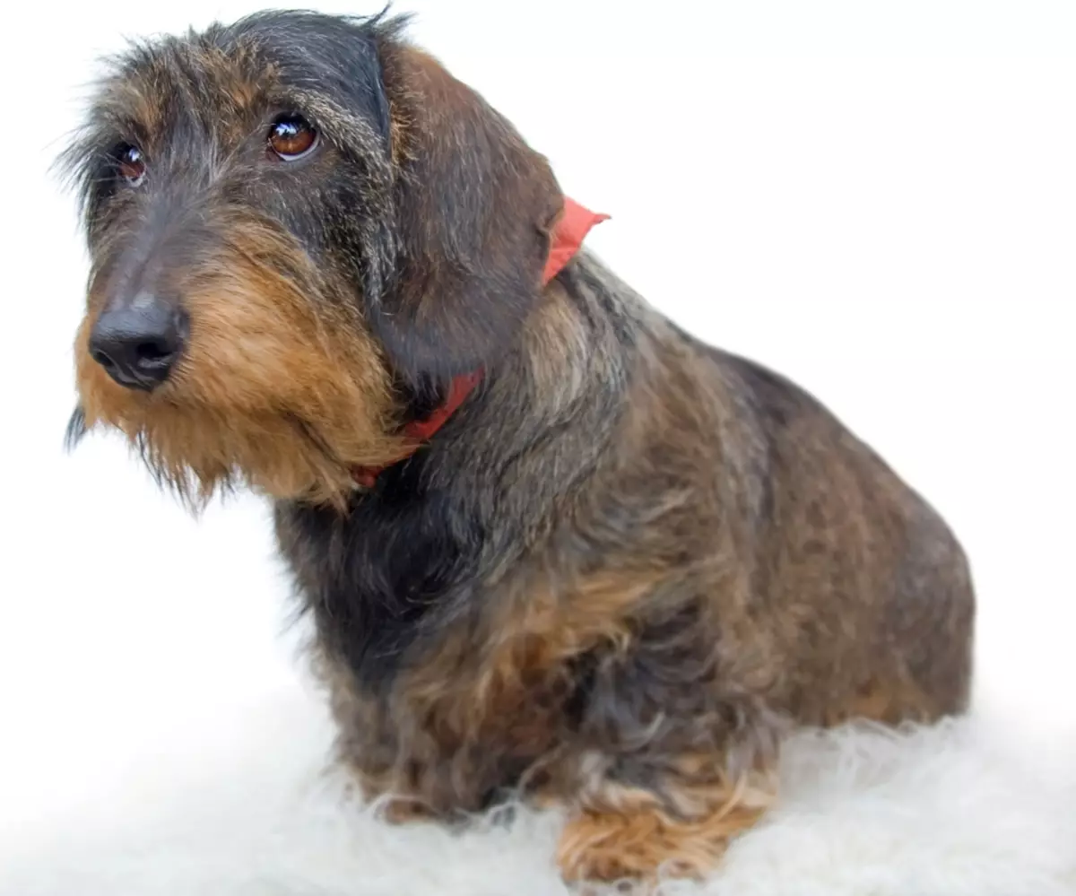 Pristojbine za trdega lesa (33 fotografije): Opis standardnih funkcij mladičev, obrezovanja in brušenja. Vsebina Mini-Dachshund doma 22831_12