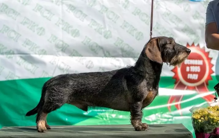 Yuran kayu keras (33 foto): Penerangan mengenai puppies standard, pemangkasan dan ciri pengisaran. Kandungan mini-dachshund di rumah 22831_14