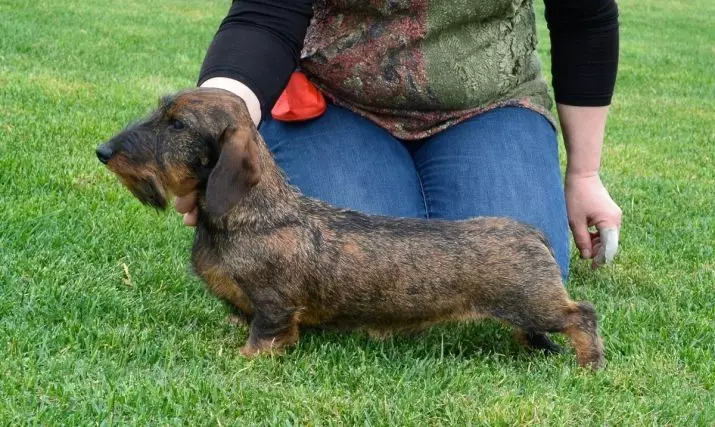 Dezgehên hişk (33 wêne): Danasîna kûçikên standard, taybetmendiyên trimming û grinding. Naveroka Mini-Dachshund li malê 22831_17