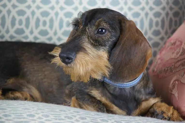 Hardwood-kotizoj (33 fotoj): Priskribo de normaj hundidoj, garnizono kaj muelantaj trajtoj. Enhavo Mini-Dachshund hejme 22831_19