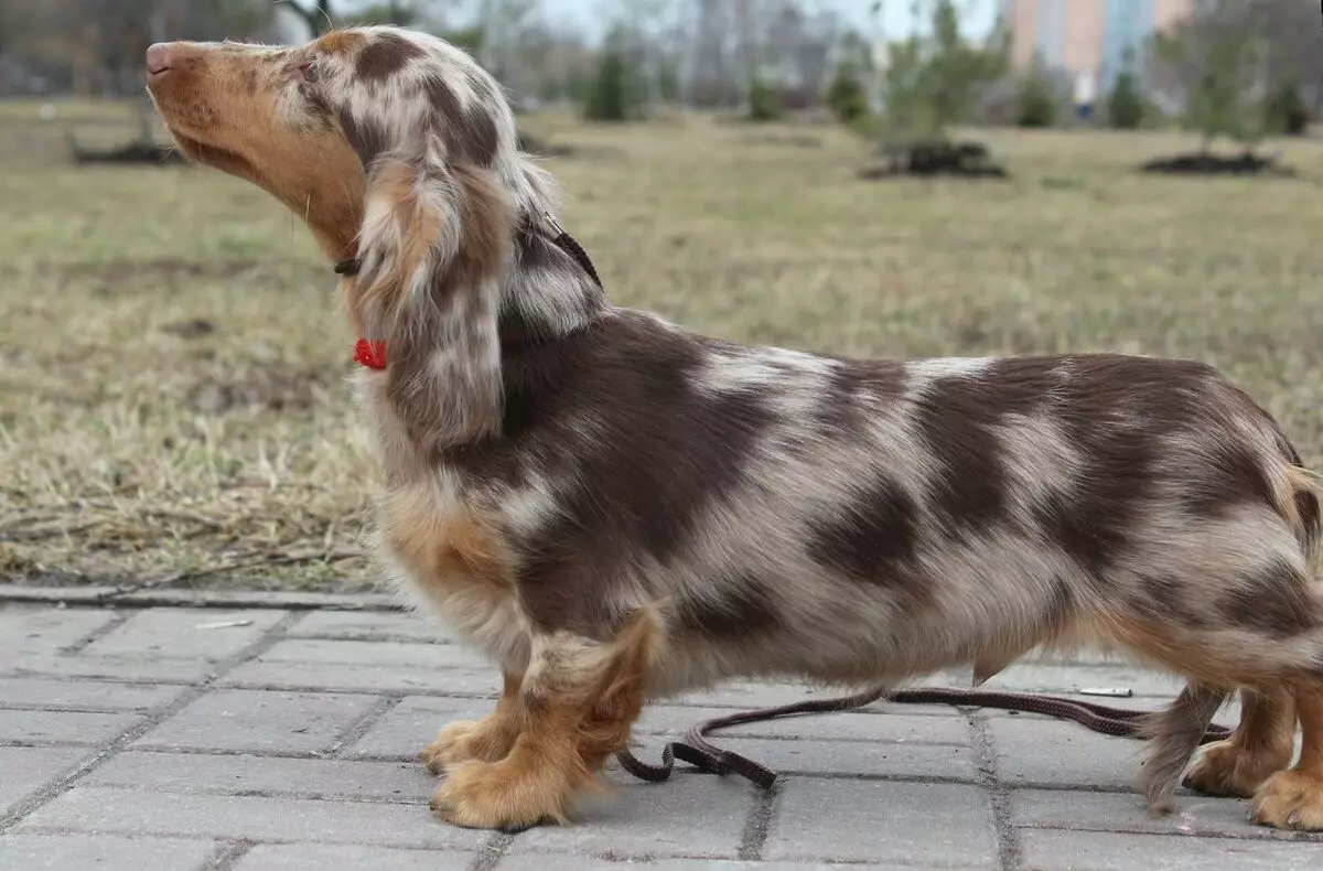 Yuran kayu keras (33 foto): Penerangan mengenai puppies standard, pemangkasan dan ciri pengisaran. Kandungan mini-dachshund di rumah 22831_20