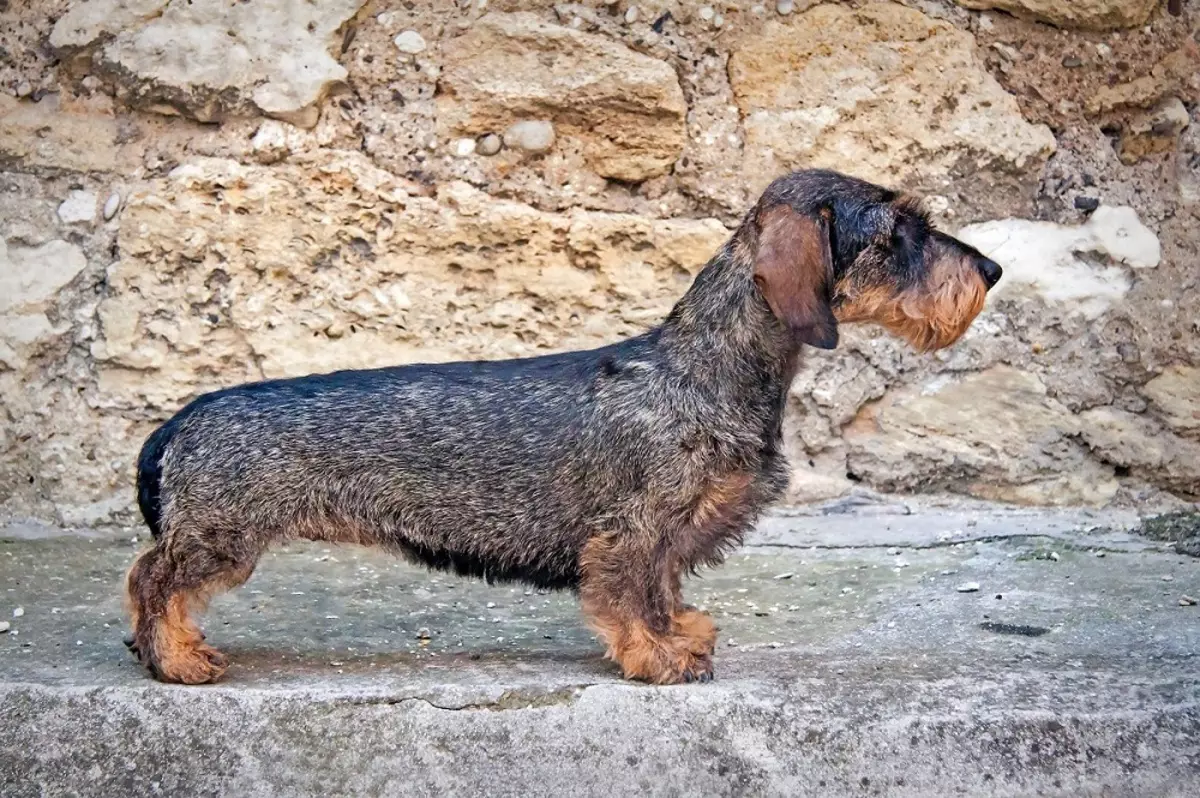 Khidmadaha adag (33 Sawirro): Sharraxaadda ee eeyaha caadiga ah, goynta iyo astaamaha shiidan. Mawduucyada mini-Dachshund guriga 22831_21