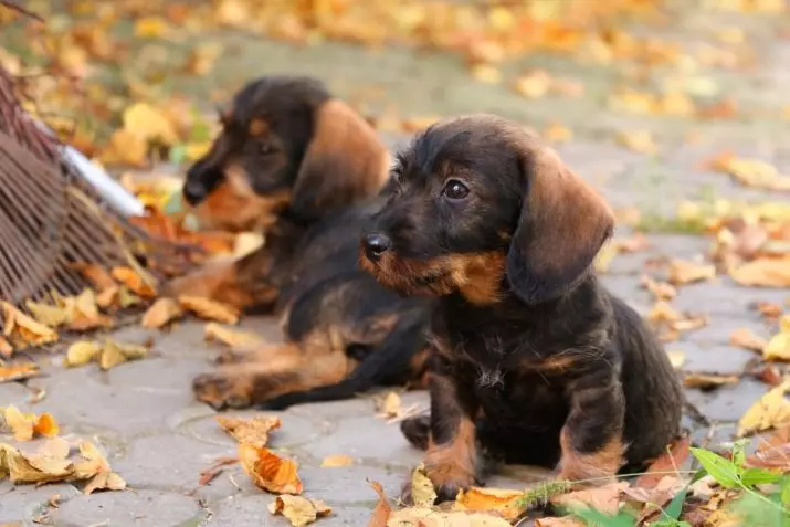 Yuran kayu keras (33 foto): Penerangan mengenai puppies standard, pemangkasan dan ciri pengisaran. Kandungan mini-dachshund di rumah 22831_22