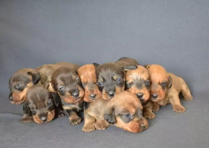 Hardwood-fergoedingen (33 foto's): Beskriuwing fan standert puppies, trimmen en slypjen fan funksjes. Ynhâld mini-dachshund thús 22831_24