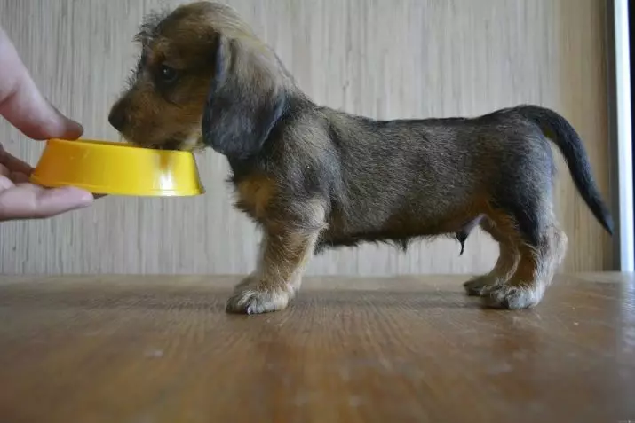 Taxes de fusta dura (33 fotos): Descripció de cadells estàndard, tret i característiques de mòlta. Contingut Mini-Dachshund a casa 22831_26