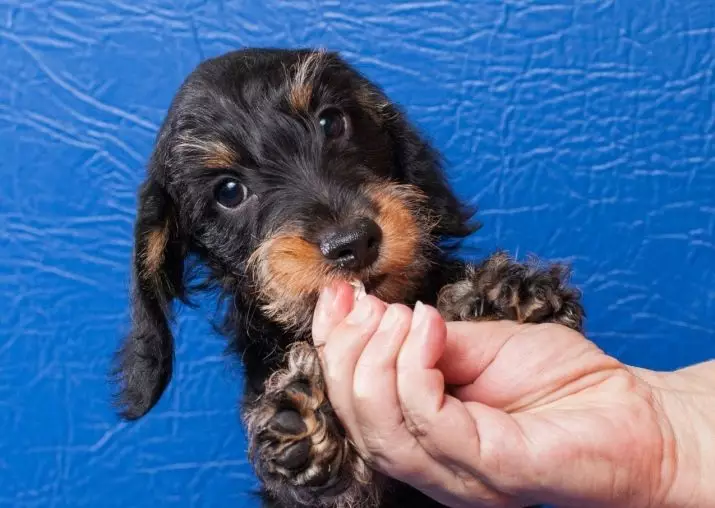 Poplatky za tvrdé drevo (33 fotiek): Popis štandardných šteniatok, orezávanie a brúsenie. Obsah Mini-Dachshund doma 22831_27