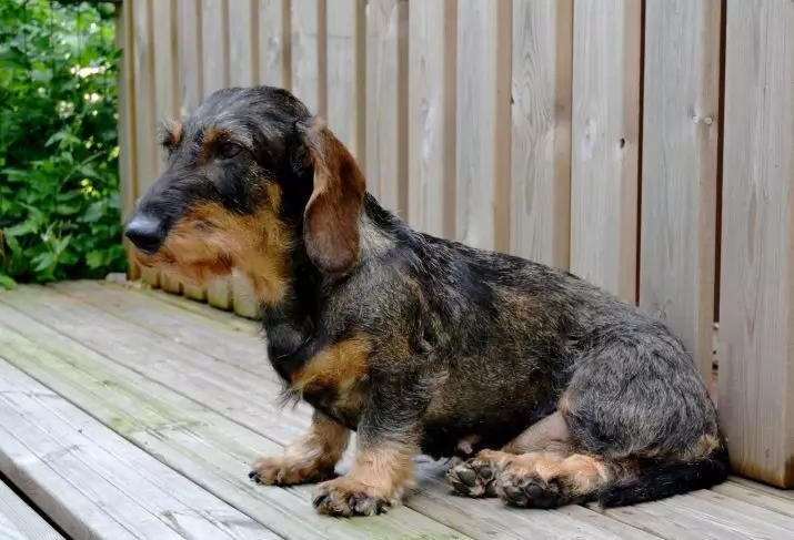 Tarifat e drurë (foto 33): Përshkrimi i puppies standarde, zvogëlimin dhe bluarje karakteristika. Përmbajtja mini-Dachshund në shtëpi 22831_28