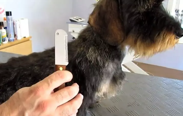 硬木費（33張）：標準小狗的描述，修剪和研磨功能。在家裡的內容迷你臘腸犬 22831_30
