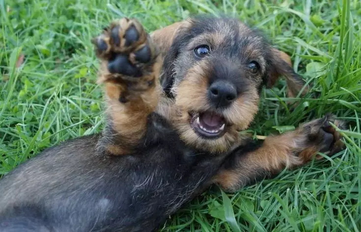 Dezgehên hişk (33 wêne): Danasîna kûçikên standard, taybetmendiyên trimming û grinding. Naveroka Mini-Dachshund li malê 22831_5