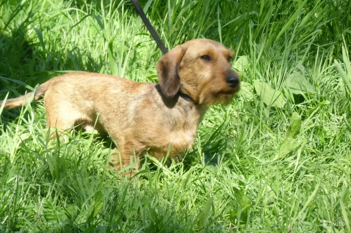 Hardwood-kotizoj (33 fotoj): Priskribo de normaj hundidoj, garnizono kaj muelantaj trajtoj. Enhavo Mini-Dachshund hejme 22831_6