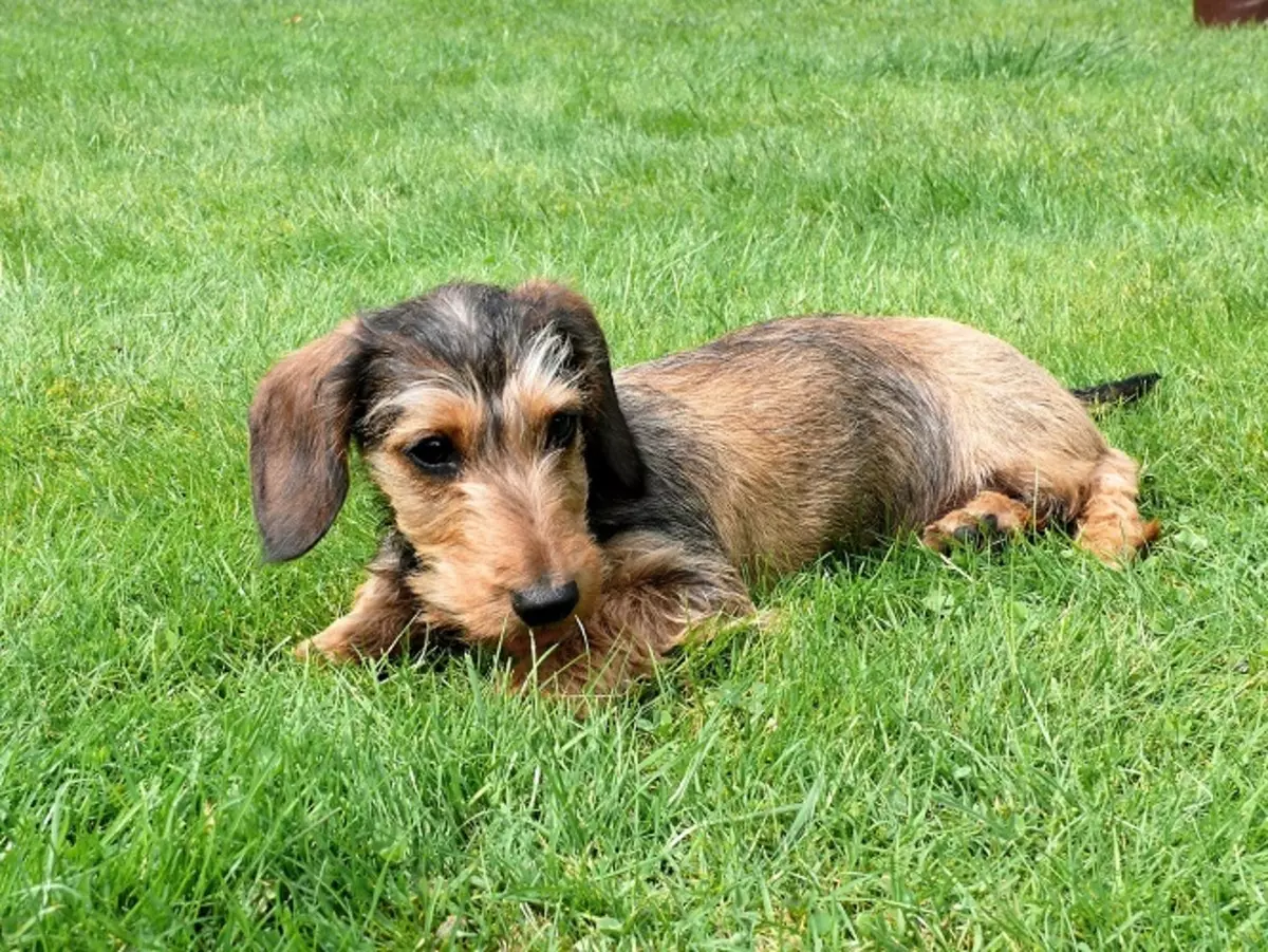 Tarifas de madera dura (33 fotos): Descripción de los cachorros estándar, recortes y características de molienda. Contenido Mini-Dachshund en casa 22831_7