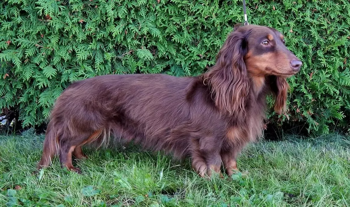Dachshund berambut panjang (46 gambar): Penerangan tentang anak anjing Dachs kerdil Shaggy, sifat anjing kecil yang berbulu. Anjing marmar, warna hitam dan warna lain 22833_14