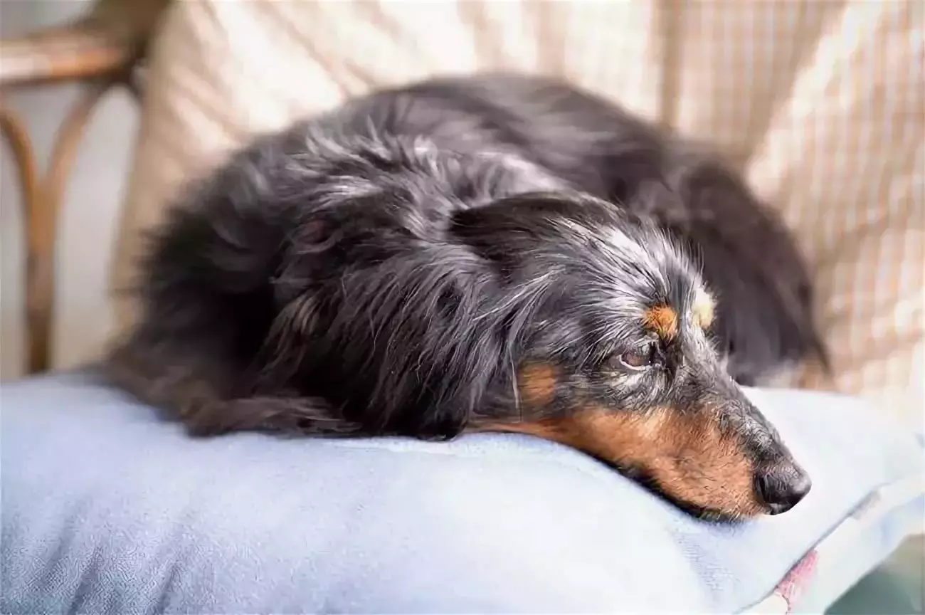 Dachshund berambut panjang (46 gambar): Penerangan tentang anak anjing Dachs kerdil Shaggy, sifat anjing kecil yang berbulu. Anjing marmar, warna hitam dan warna lain 22833_15
