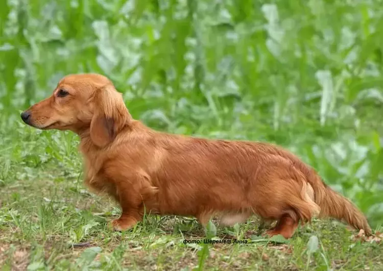 Uzun saçlı dachshund (46 fotoğraf): Shaggy Cüce Dachs'ın yavrularının açıklaması, kabarık minyatür köpeklerin doğası. Mermer, siyah ve diğer renk köpekler 22833_18