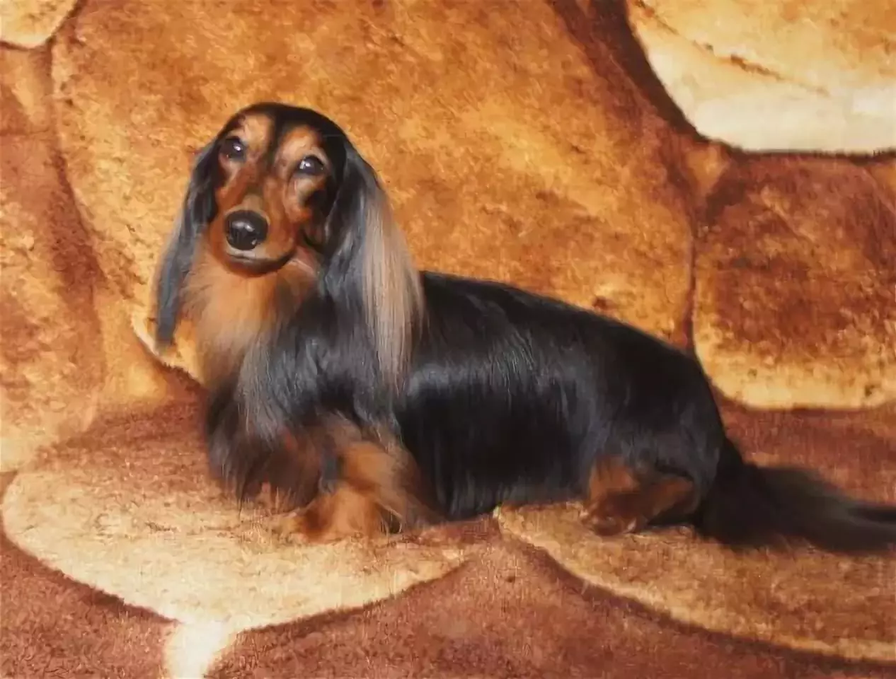Dachshund cu părul lung (46 de fotografii): Descrierea catelusilor din Dachs Shaggy Dwarf, natura câinilor miniaturali cu pufos. Câini de marmură, culoare neagră și altă culoare 22833_19