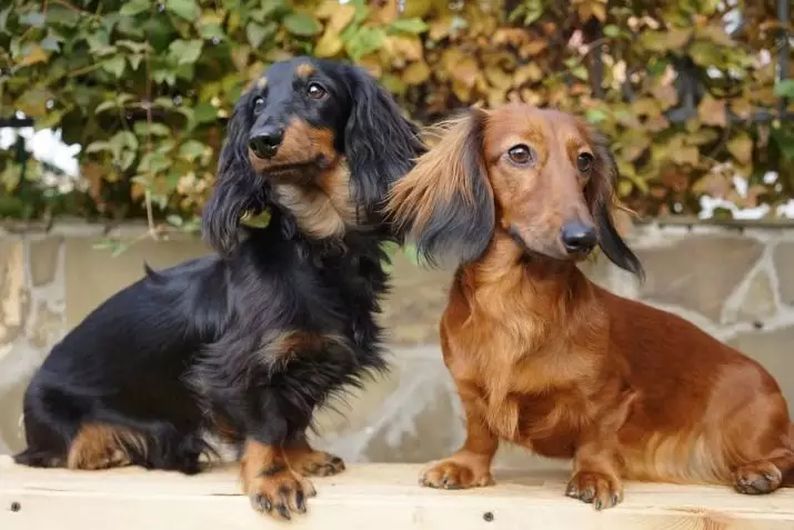 Uzun saçlı dachshund (46 fotoğraf): Shaggy Cüce Dachs'ın yavrularının açıklaması, kabarık minyatür köpeklerin doğası. Mermer, siyah ve diğer renk köpekler 22833_2