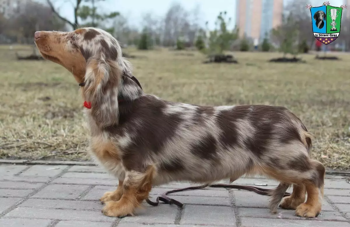 长发腊肠犬（46张照片）：毛茸茸的矮人哈夫斯的小狗描述，蓬松的微型狗的性质。大理石，黑色和其他颜色的狗 22833_22