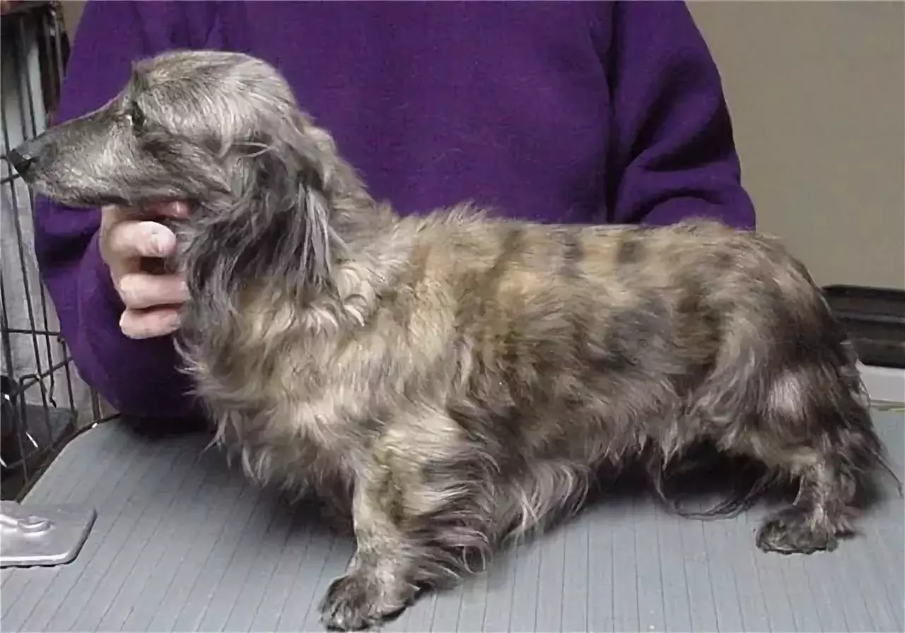 长发腊肠犬（46张照片）：毛茸茸的矮人哈夫斯的小狗描述，蓬松的微型狗的性质。大理石，黑色和其他颜色的狗 22833_25