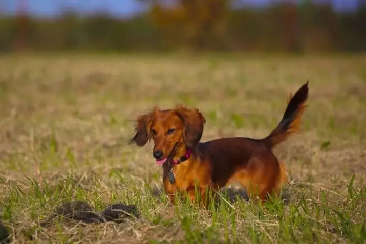 长发腊肠犬（46张照片）：毛茸茸的矮人哈夫斯的小狗描述，蓬松的微型狗的性质。大理石，黑色和其他颜色的狗 22833_3