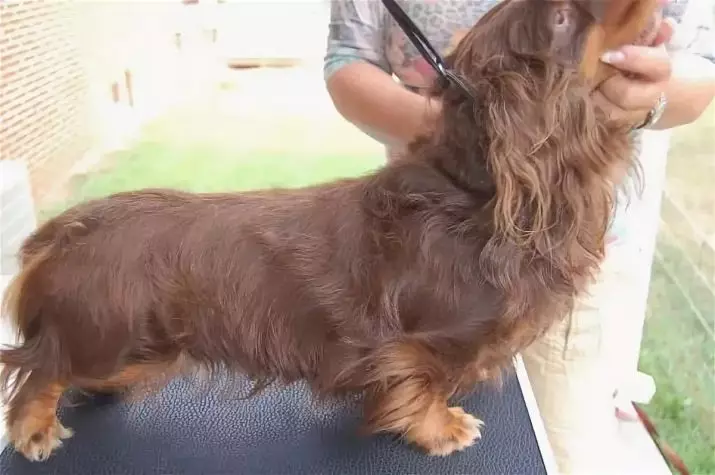 长发腊肠犬（46张照片）：毛茸茸的矮人哈夫斯的小狗描述，蓬松的微型狗的性质。大理石，黑色和其他颜色的狗 22833_30