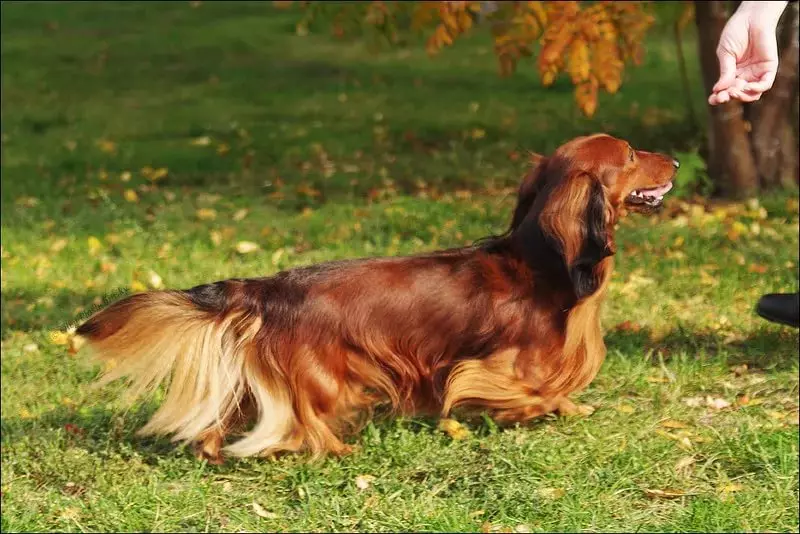 Dachshund cu părul lung (46 de fotografii): Descrierea catelusilor din Dachs Shaggy Dwarf, natura câinilor miniaturali cu pufos. Câini de marmură, culoare neagră și altă culoare 22833_39