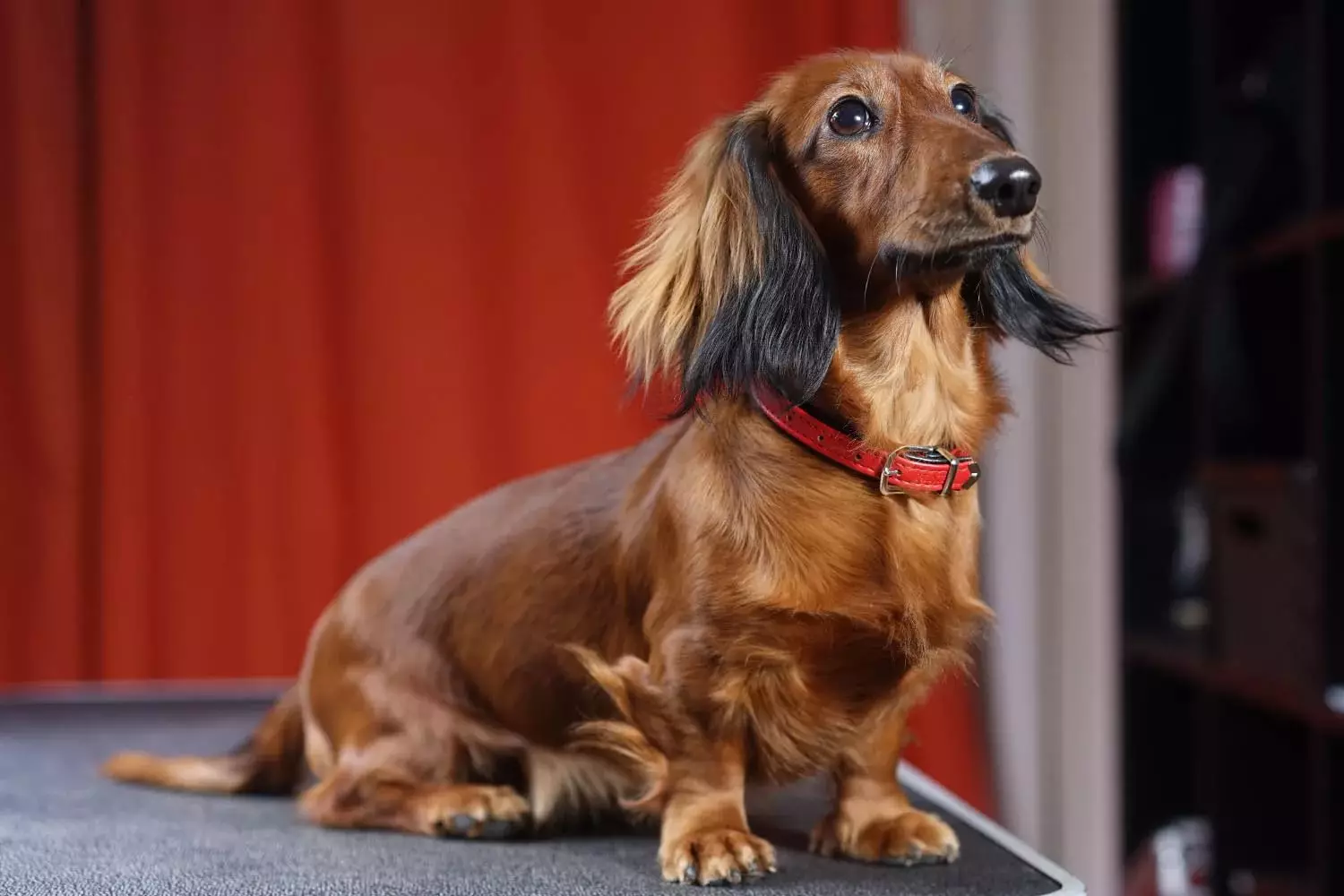 Uzun saçlı dachshund (46 fotoğraf): Shaggy Cüce Dachs'ın yavrularının açıklaması, kabarık minyatür köpeklerin doğası. Mermer, siyah ve diğer renk köpekler 22833_41