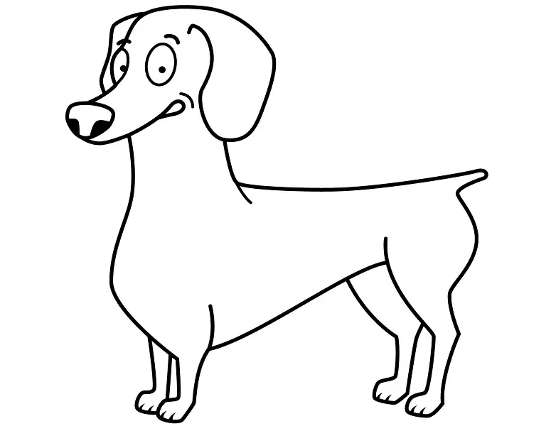 達克斯獵犬的綽號：小狗的原始名字和罕見的綽號 22837_13