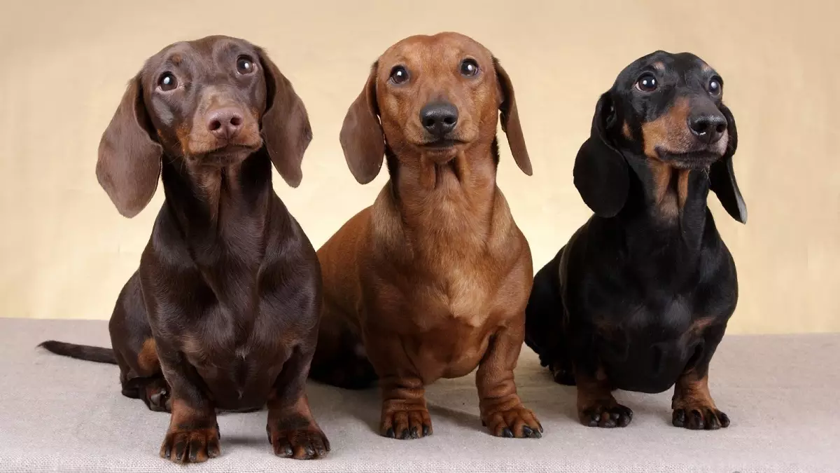 Smooth-Haired Dachshund (31 사진) : 품종 및 관리 팁 설명. 빨간색과 갈색 강아지 표준 쇼트 헤어 세금 22838_11