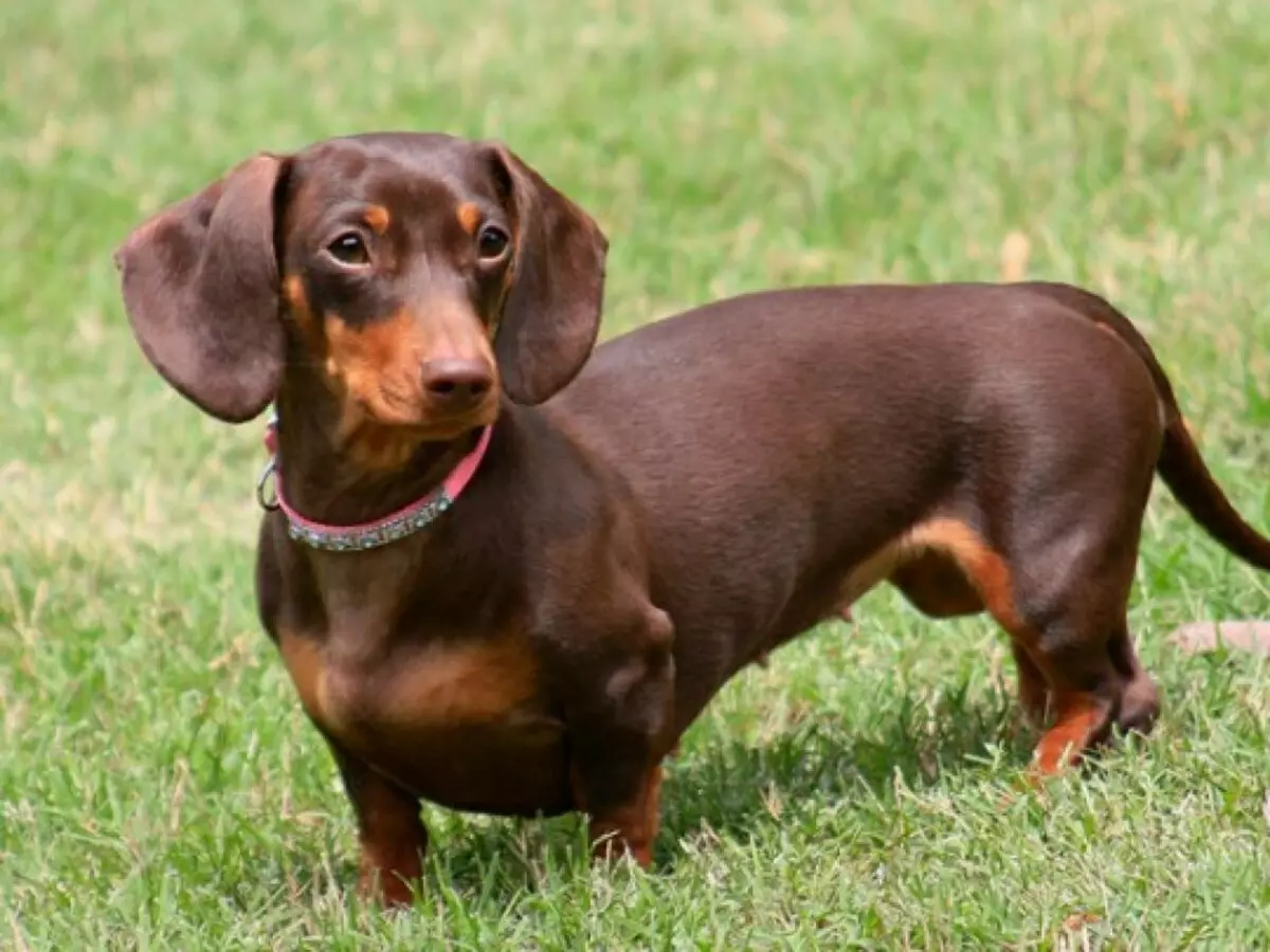 光滑的臘腸犬（31張照片）：品種和護理技巧的描述。紅色和棕色小狗標準短毛稅 22838_13