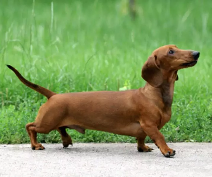 Smooth-haired dachshund (31 photos): description of breed and care tips. Red and Brown Puppies Standard Shorthair Taxes 22838_14