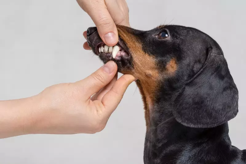 光滑的臘腸犬（31張照片）：品種和護理技巧的描述。紅色和棕色小狗標準短毛稅 22838_23