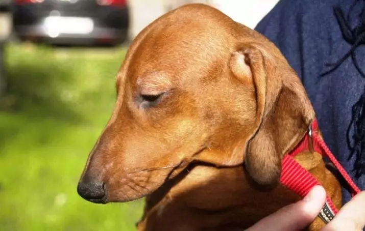 Pürüzsüz saçlı dachshund (31 fotoğraf): cins ve bakım ipuçlarının açıklaması. Kırmızı ve kahverengi yavrular standart stenografi vergileri 22838_28