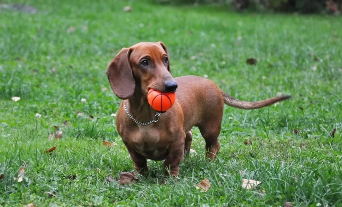 光滑的腊肠犬（31张照片）：品种和护理技巧的描述。红色和棕色小狗标准短毛税 22838_31