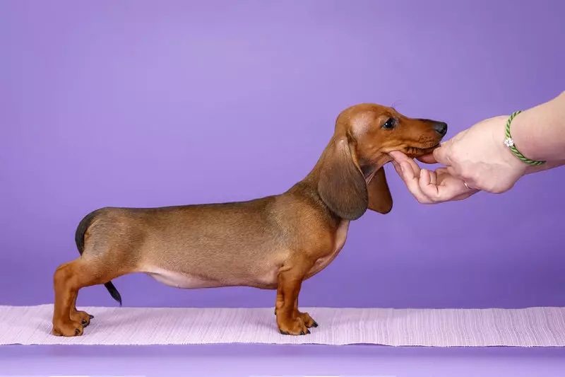 光滑的臘腸犬（31張照片）：品種和護理技巧的描述。紅色和棕色小狗標準短毛稅 22838_6