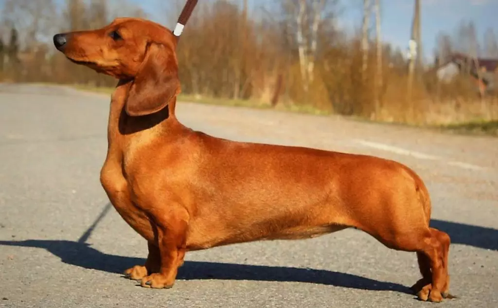 Smooth-haired dachshund (31 mga larawan): Paglalarawan ng lahi at mga tip sa pag-aalaga. Red at Brown Puppies Standard Shorthair Taxes. 22838_8