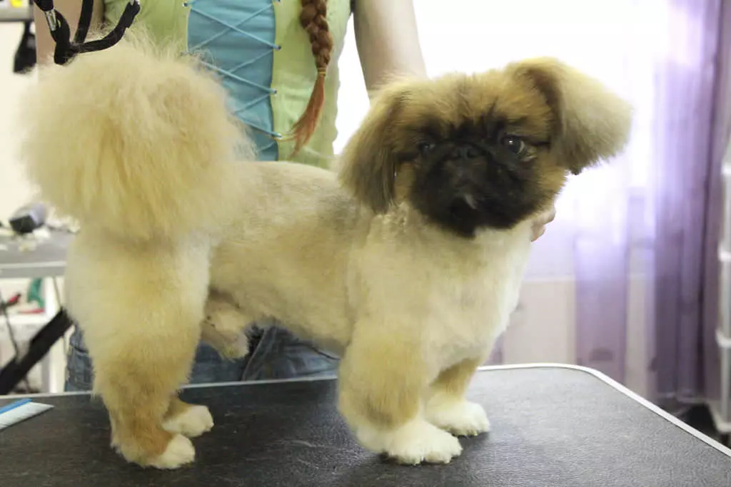 Koup nan Pekingese (27 foto): Ki sa ki goumin ak poukisa li nesesè? Poukisa chen konpòte etranj apre tèt la ak sa yo dwe fè sou li? Karakteristik nan ti chen tèt nan sizo kay la. Ki jan yo fè yon tèt anba lyon an ak anba Plush a? 22840_10