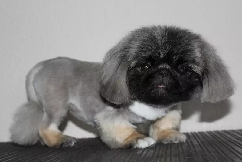 Koup nan Pekingese (27 foto): Ki sa ki goumin ak poukisa li nesesè? Poukisa chen konpòte etranj apre tèt la ak sa yo dwe fè sou li? Karakteristik nan ti chen tèt nan sizo kay la. Ki jan yo fè yon tèt anba lyon an ak anba Plush a? 22840_11