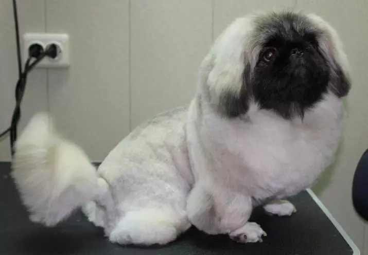 Haircut of Pekingese (27 Sary): Inona ny fitafiana ary nahoana no ilaina izany? Maninona ny alika no manao fihetsika hafahafa aorian'ny volo sy ny zavatra tokony hatao amin'izany? Endri-javatra volon-dohalika amin'ny hety an-trano. Ahoana ny fomba hanaovana volo eo ambanin'ny liona sy eo ambanin'ny plush? 22840_12