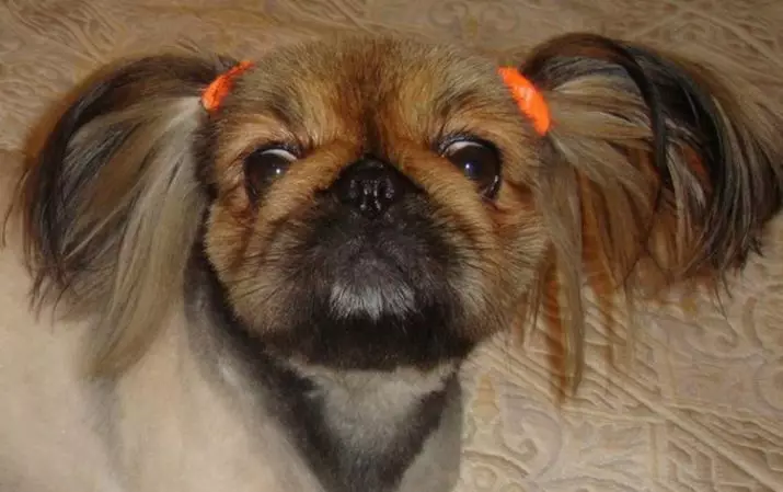 Koup nan Pekingese (27 foto): Ki sa ki goumin ak poukisa li nesesè? Poukisa chen konpòte etranj apre tèt la ak sa yo dwe fè sou li? Karakteristik nan ti chen tèt nan sizo kay la. Ki jan yo fè yon tèt anba lyon an ak anba Plush a? 22840_13