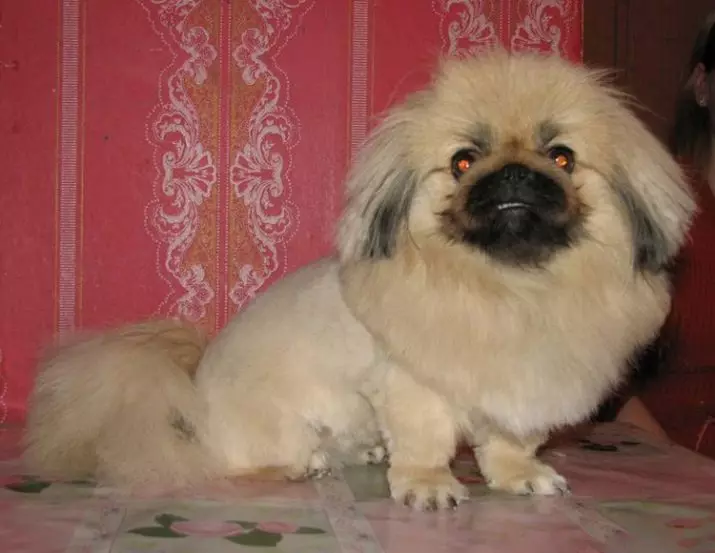 Haircut of Pekingese (27 bilder): Hva er grooming og hvorfor er det nødvendig? Hvorfor oppfører hundene rart etter hårklippet og hva de skal gjøre med det? Funksjoner av valp haircut hjemme saks. Hvordan lage en hårklipp under løven og under plysj? 22840_16