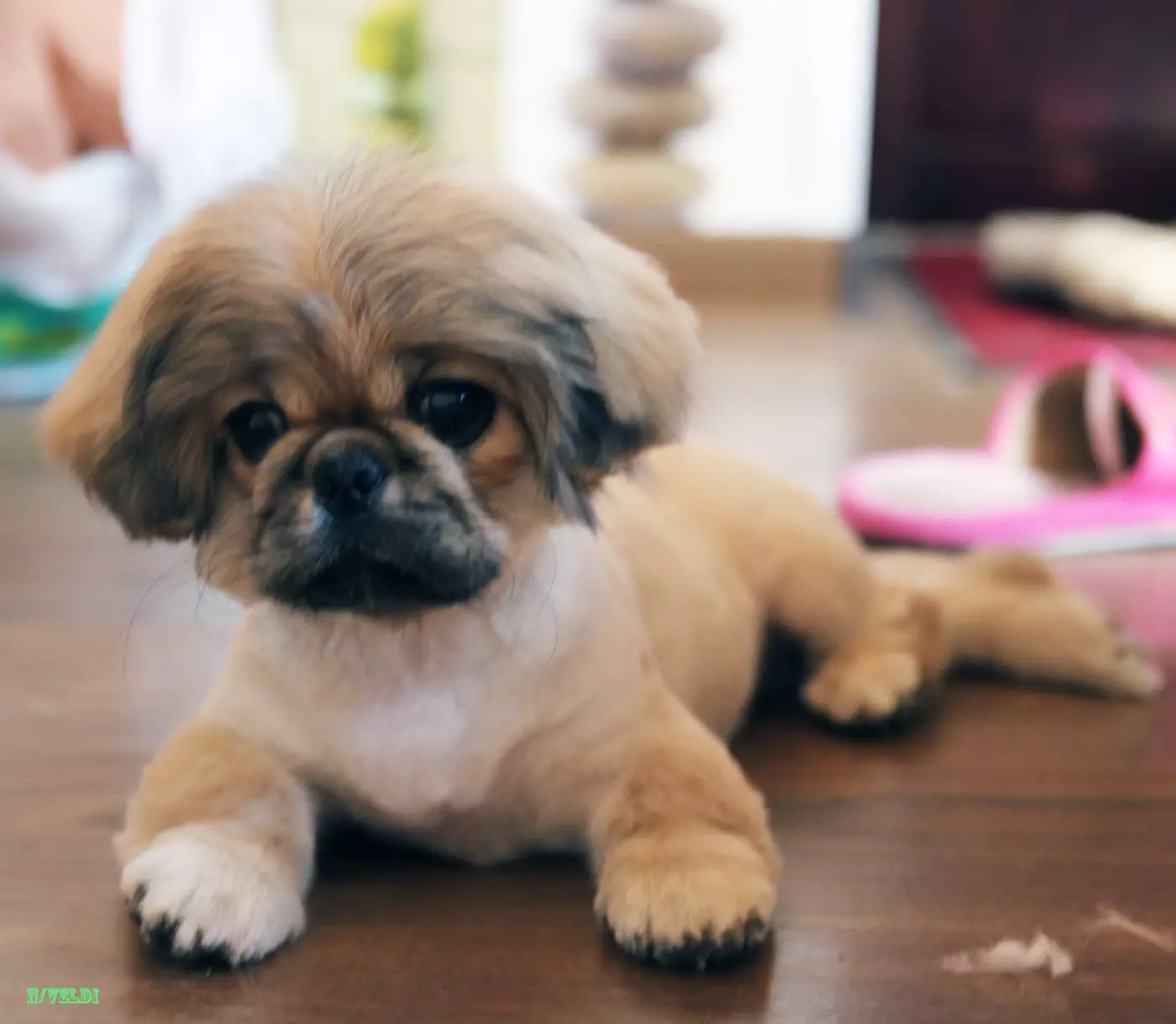 Saskare ar Pekinietis (27 fotogrāfijas): Kas ir kopšana un kāpēc tas ir nepieciešams? Kāpēc suņi rīkojas dīvaini pēc frizūras un ko darīt par to? Pulksteņu frizūras iezīmes mājās šķēres. Kā padarīt frizūru zem lauvas un zem plīša? 22840_18