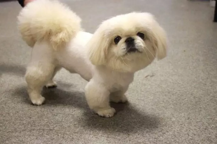 Haircut Pekingese (27 grianghraf): Cad é an grooming agus cén fáth a bhfuil gá leis? Cén fáth a ndéanann madraí iad féin a iompar aisteach tar éis an haircut agus cad atá le déanamh faoi? Gnéithe de haircut puppy sa siosúr baile. Conas a dhéanamh haircut faoi an leon agus faoin bplush? 22840_2