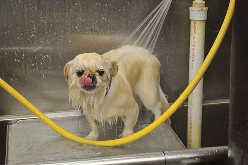 Haarsny van Pekingese (27 foto's): Wat is versorging en hoekom is dit nodig? Hoekom optree honde vreemd na die kapsel en wat om daaraan te doen? Kenmerke van puppy haircut by die huis skêr. Hoe om 'n kapsel onder die leeu en onder die sagte te maak? 22840_21