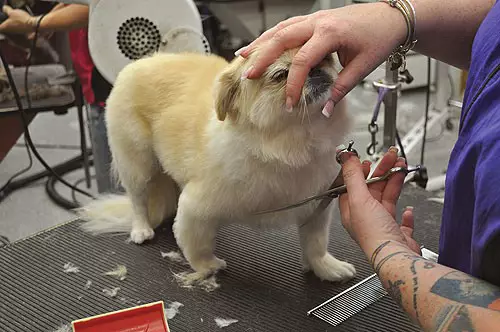 Haarschnitt von Pekingese (27 Fotos): Was ist das Putzen und warum braucht es? Warum verhalten sich Hunde, die sich nach dem Haarschnitt seltsam verhalten und was man dagegen tun sollte? Merkmale des Welpen-Haarschnitts zu Hause-Schere. Wie kann man einen Haarschnitt unter dem Löwen und unter dem Plüsch machen? 22840_23
